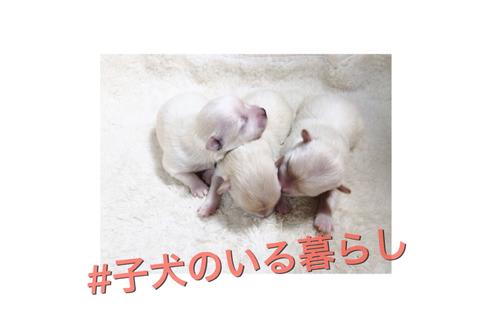 成約済の秋田県のミックス犬-85921の3枚目